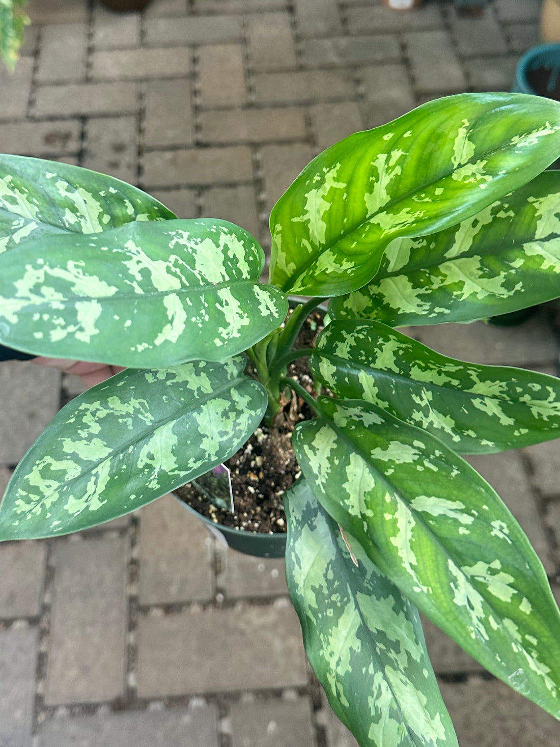 6" Maria Aglaonema