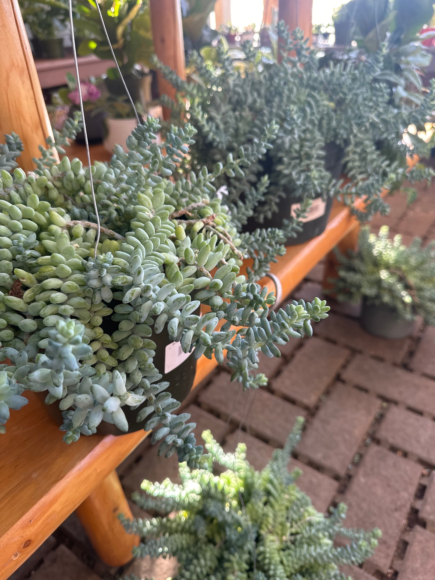 Burro Tail 8" Hanging Basket