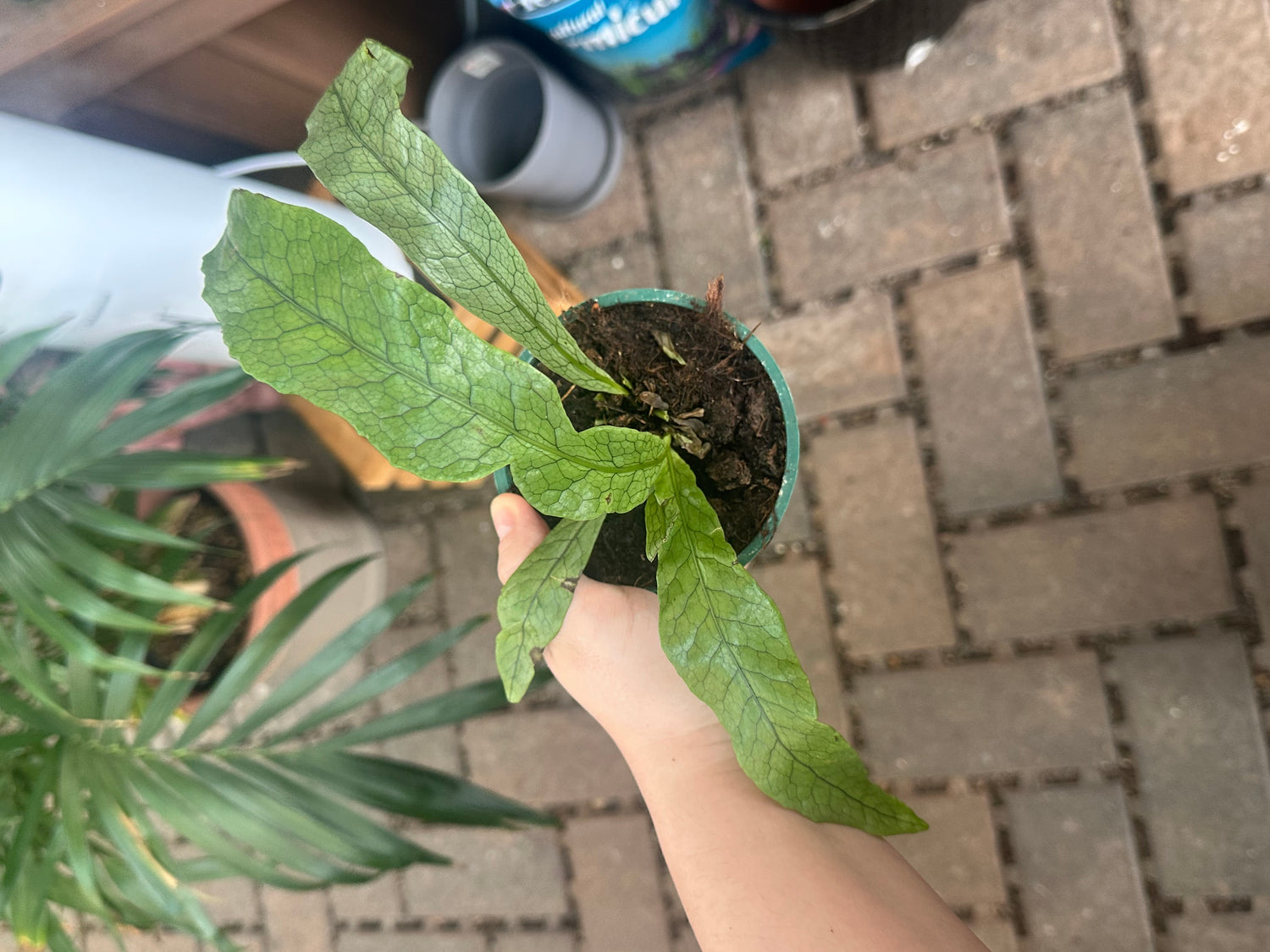 4" Fern Crocodyllus