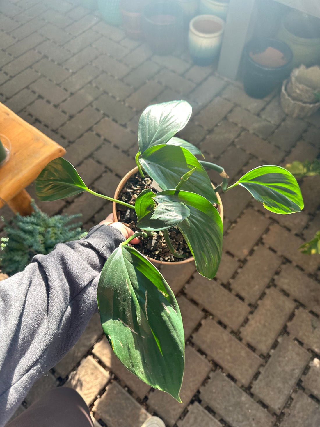 Philodendron Dragon Tail in Metal Tin