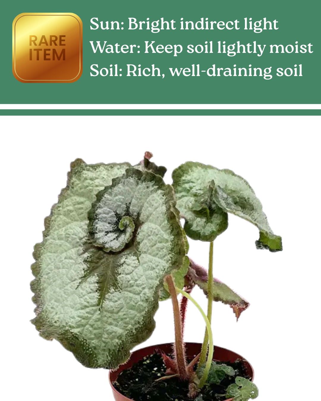 Begonia Escargot
