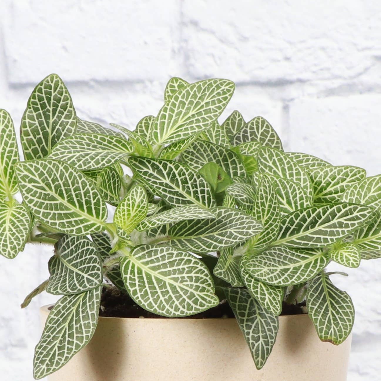 White Fittonia Nerve Plant