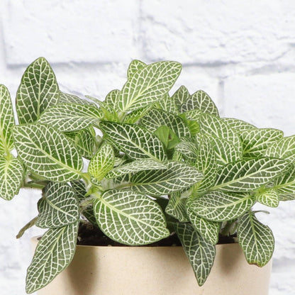 White Fittonia Nerve Plant