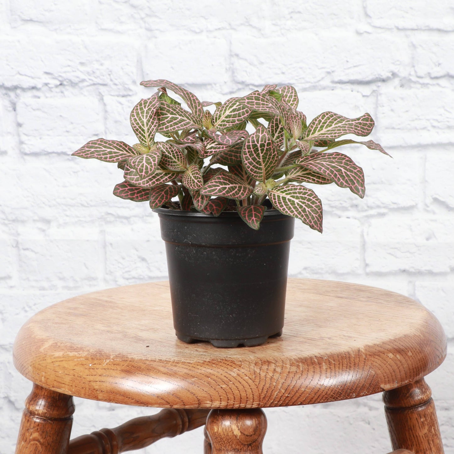 Pink Fittonia Nerve Plant