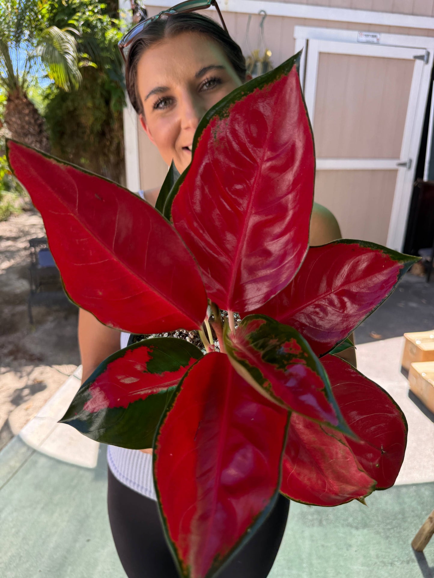 Aglaonema Suksom Jaipong