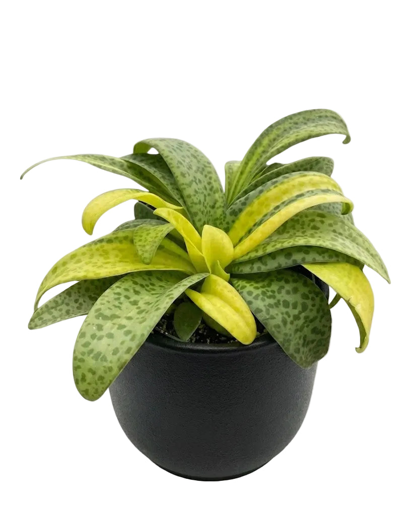 Variegated Resnova Humifusa