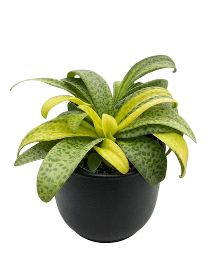 Variegated Resnova Humifusa