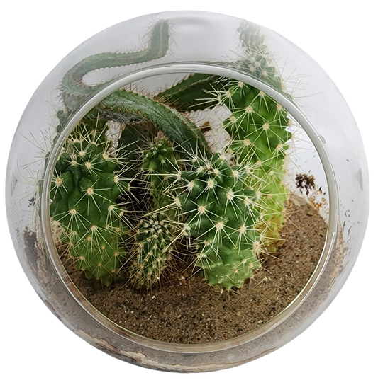 Mini Desert Cacti Kit