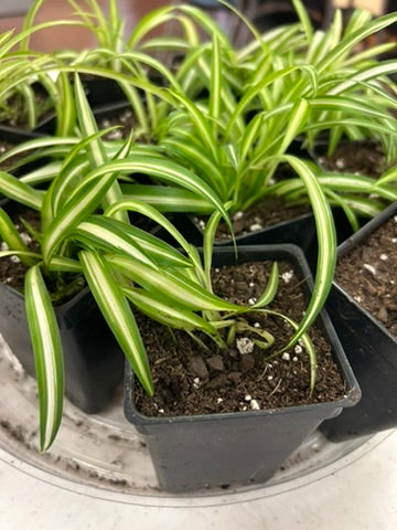 Baby Spider Plants