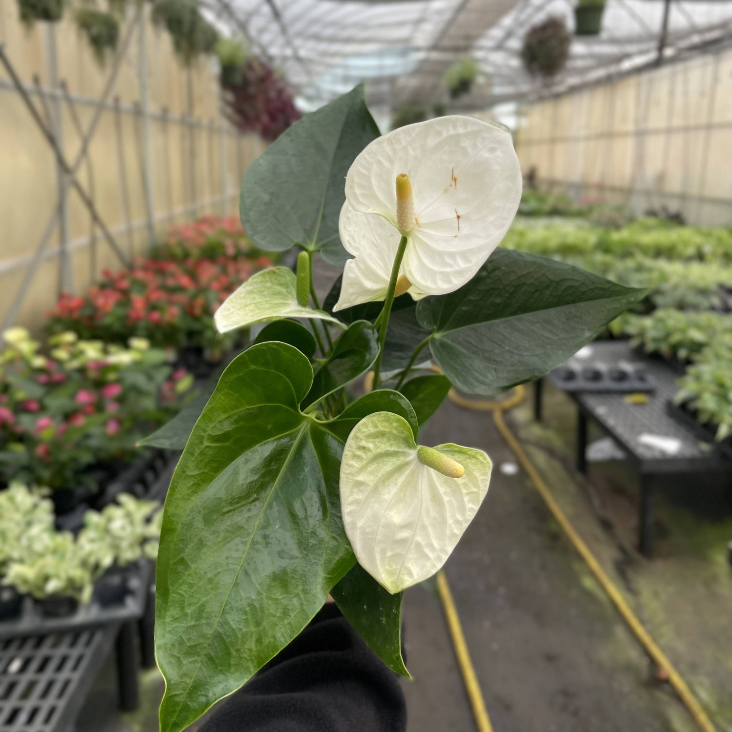 White Anthurium