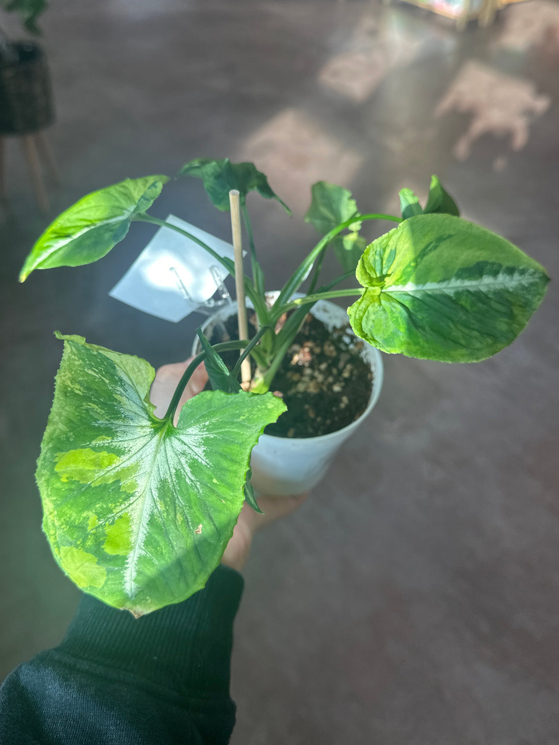 Syngonium Scrambled Eggs
