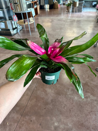 Bromeliad &