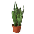 Snake Plant