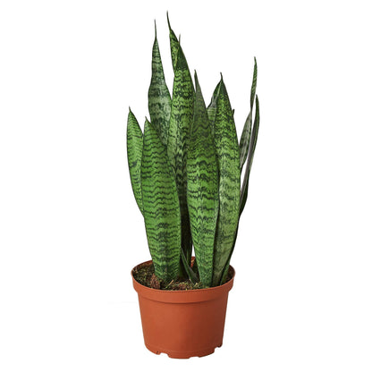Snake Plant