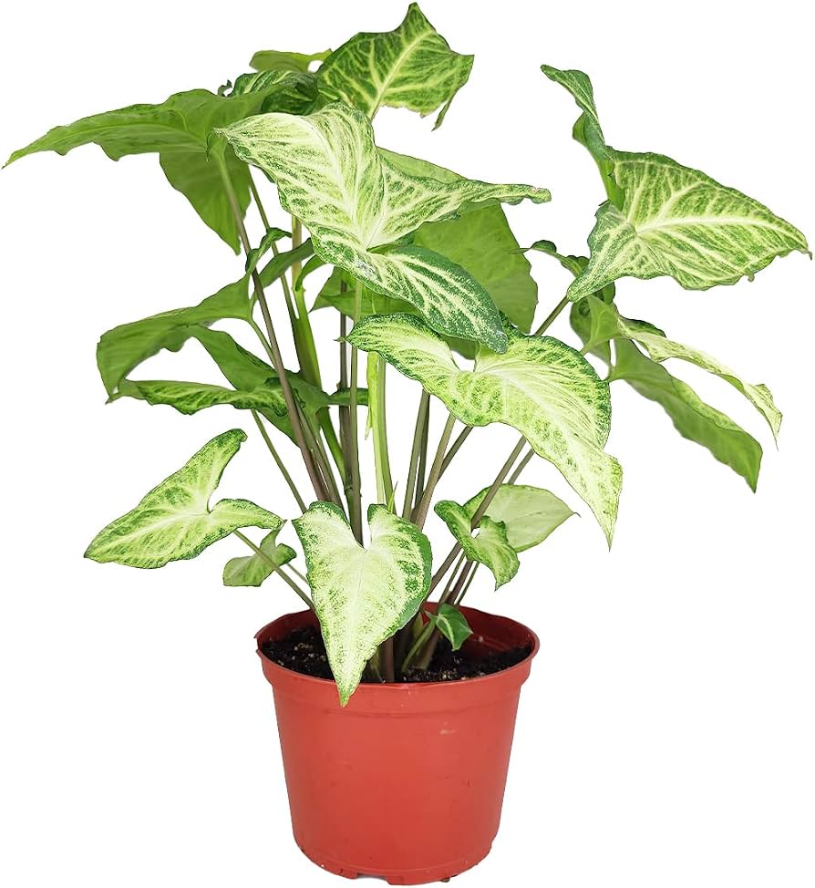 4" White Butterfly Syngonium