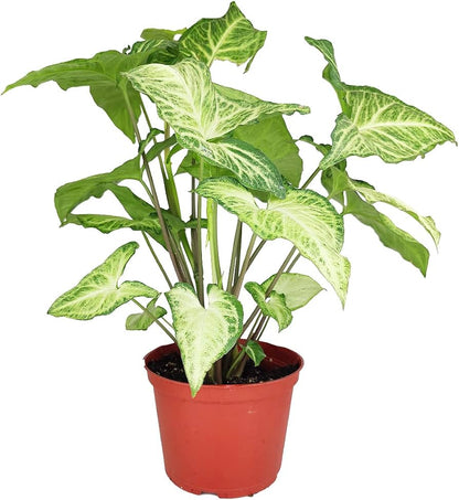 4" White Butterfly Syngonium