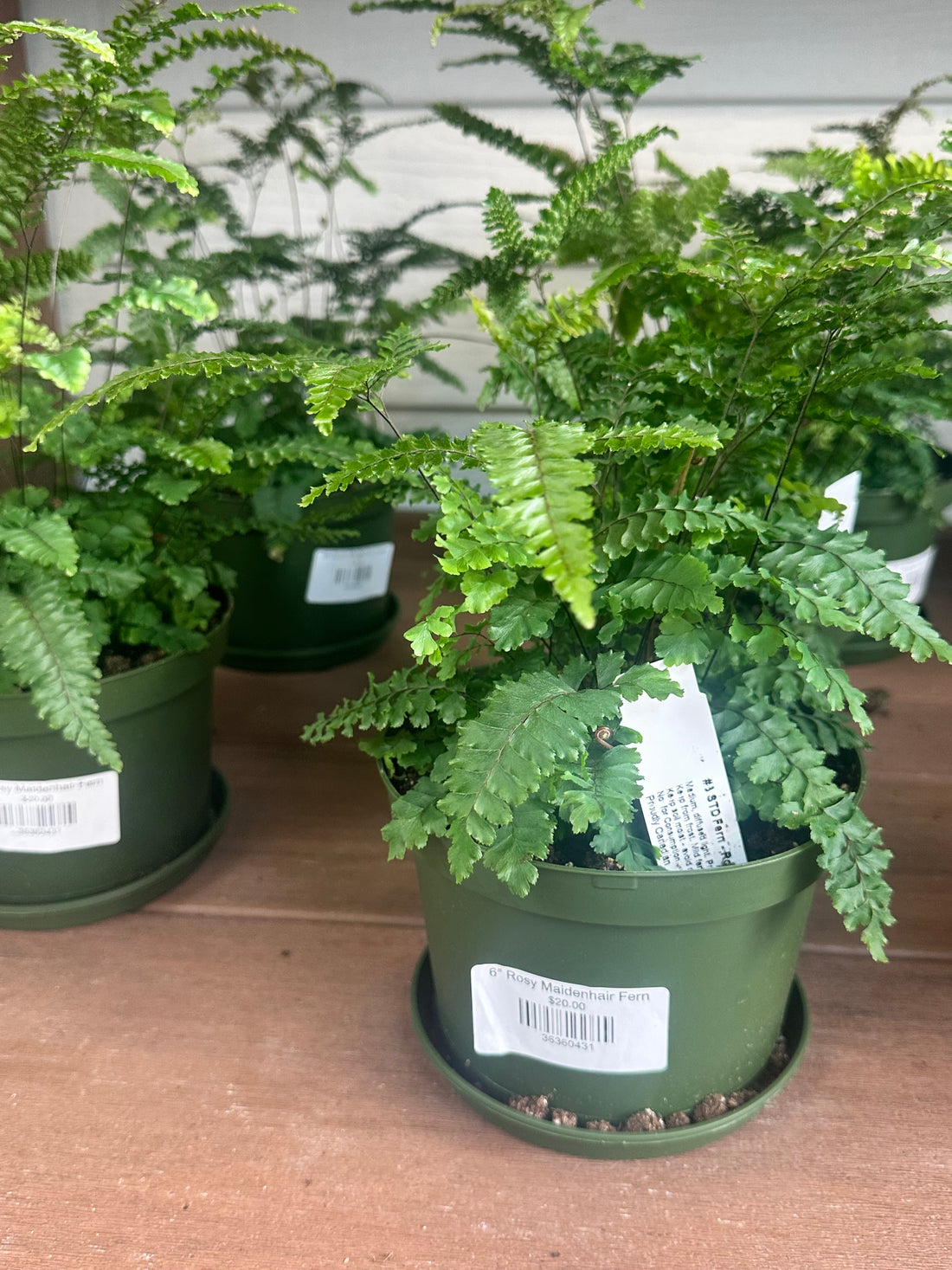 6" Rosy Maidenhair Fern