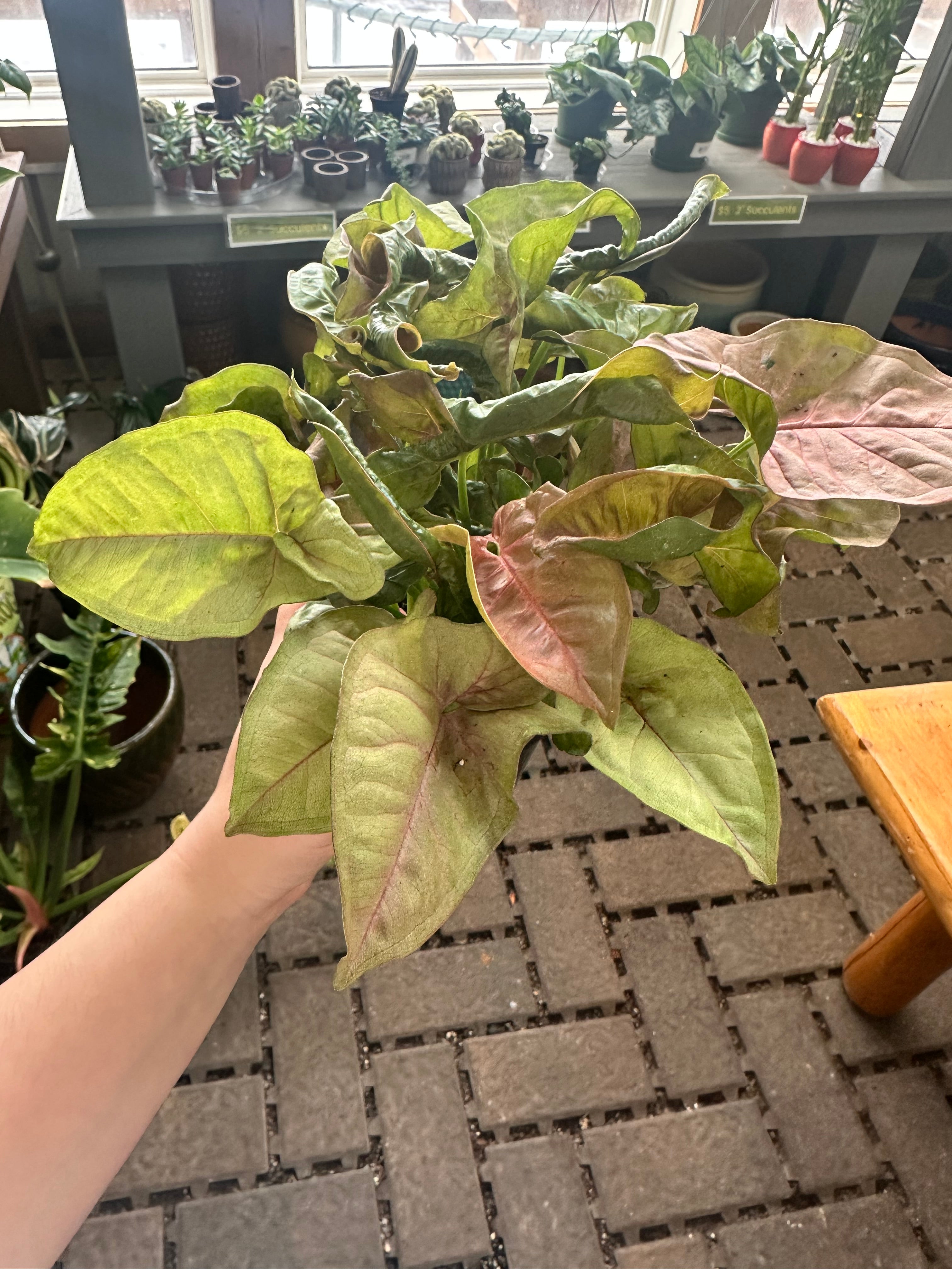 Pink Butterfly Syngonium