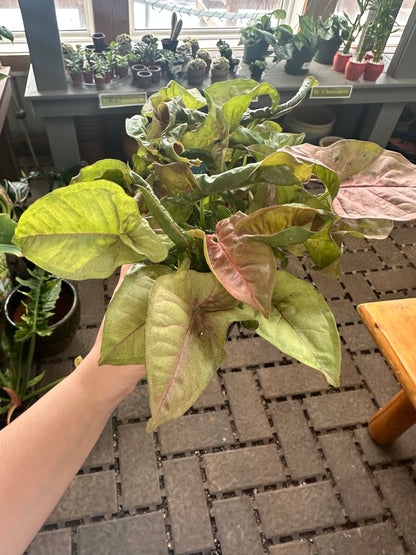 Pink Butterfly Syngonium