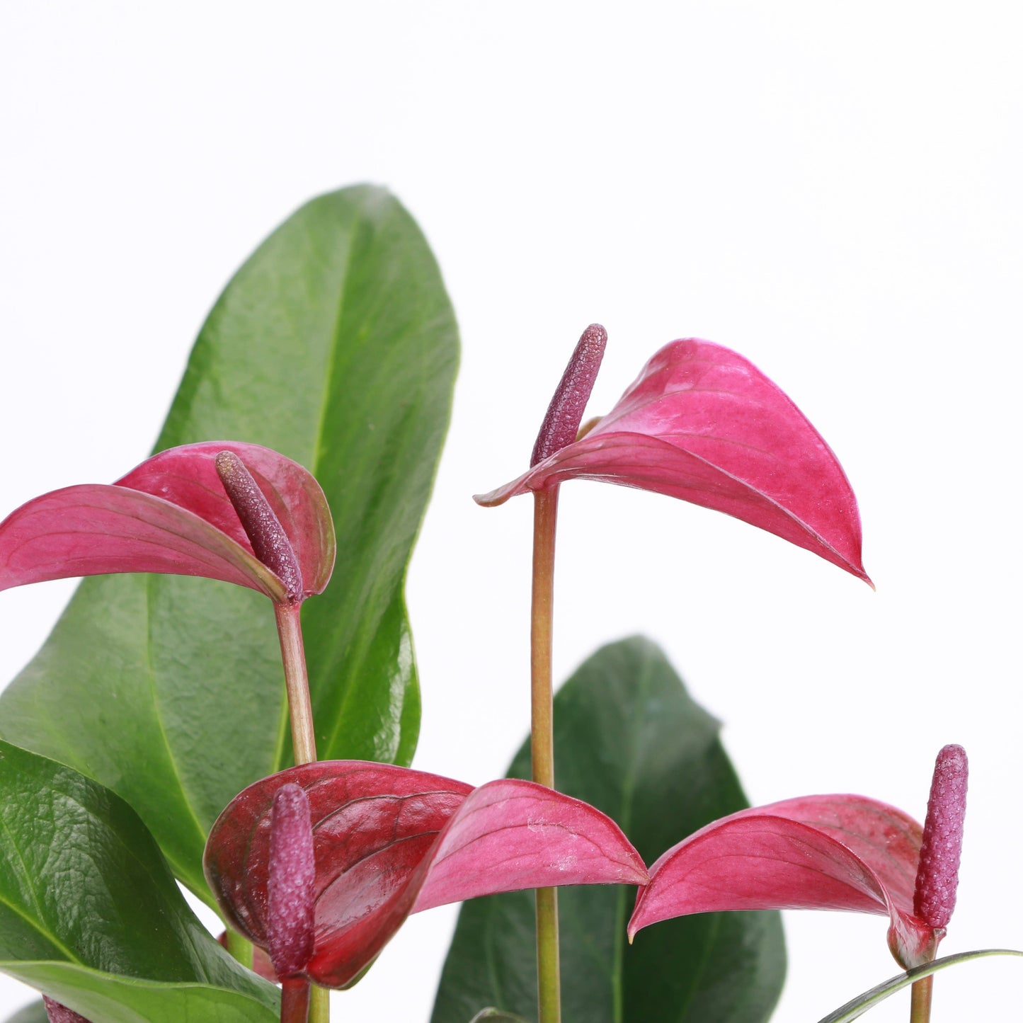 Purple Anthurium