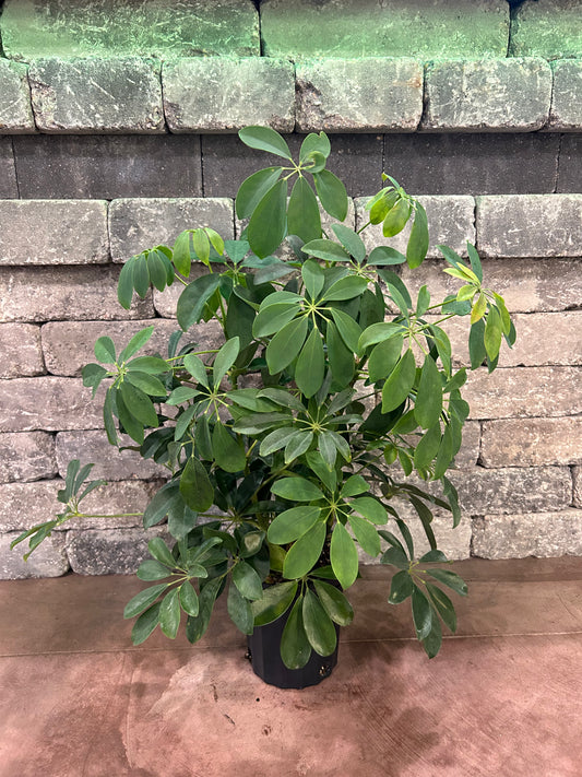 Arboricola Bush