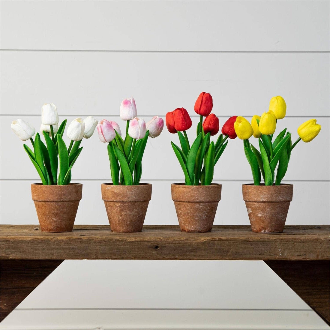 Potted Tulips