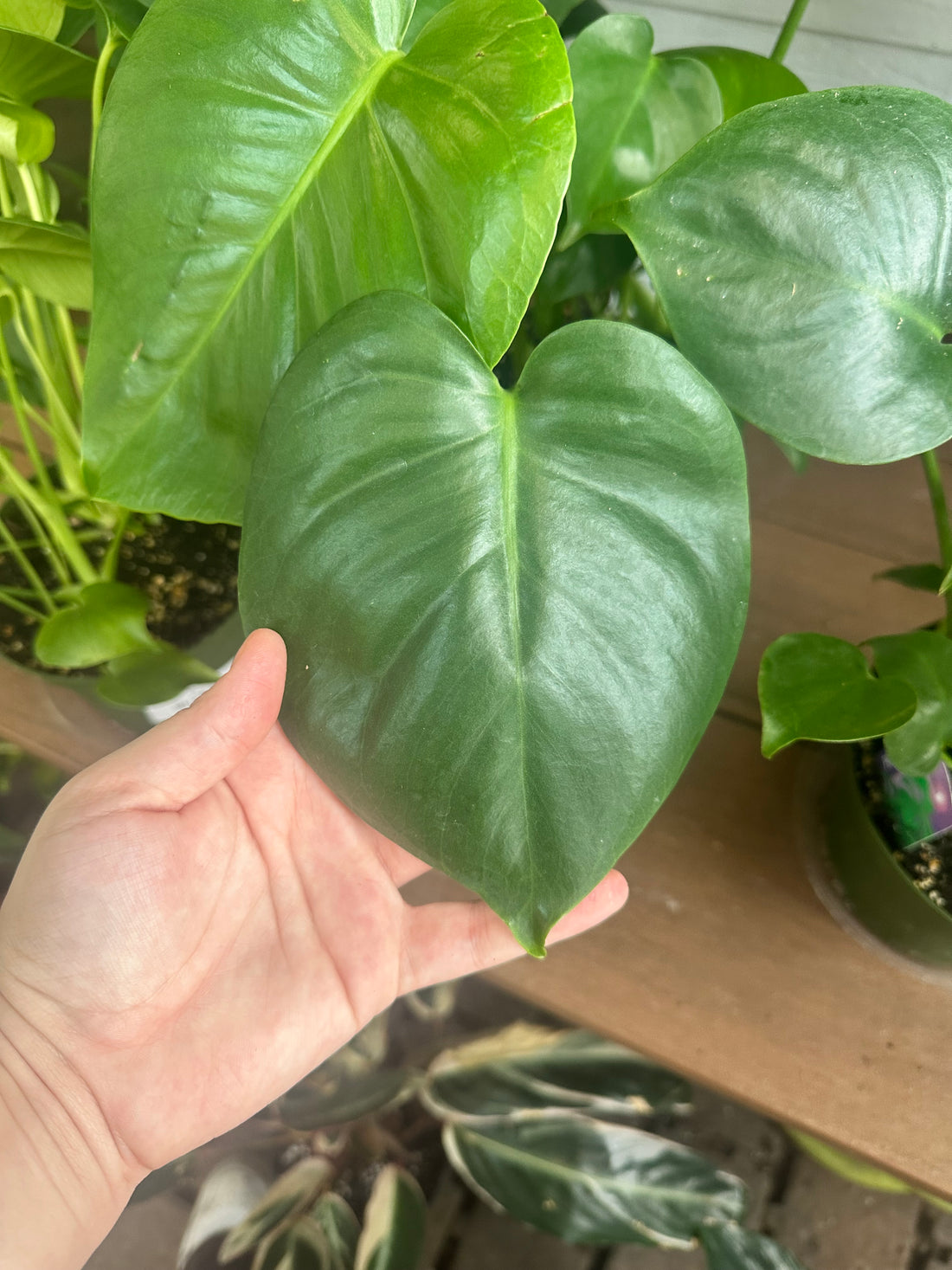6" Monstera