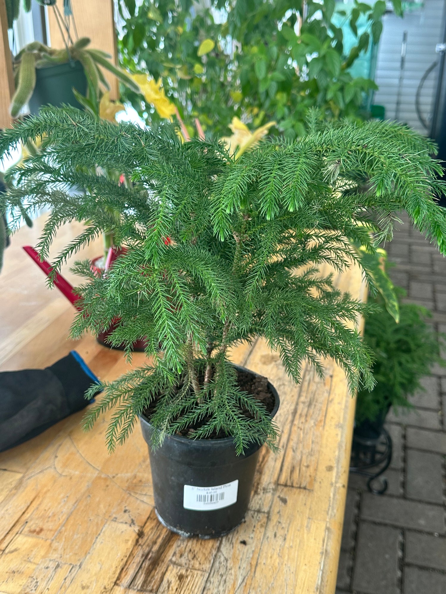 6" Norfolk Island Pine