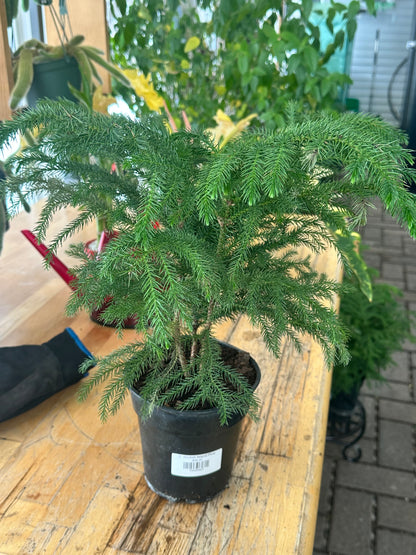 6" Norfolk Island Pine