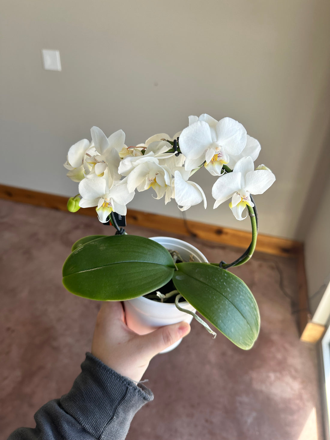 3" Mini Infinity Orchid