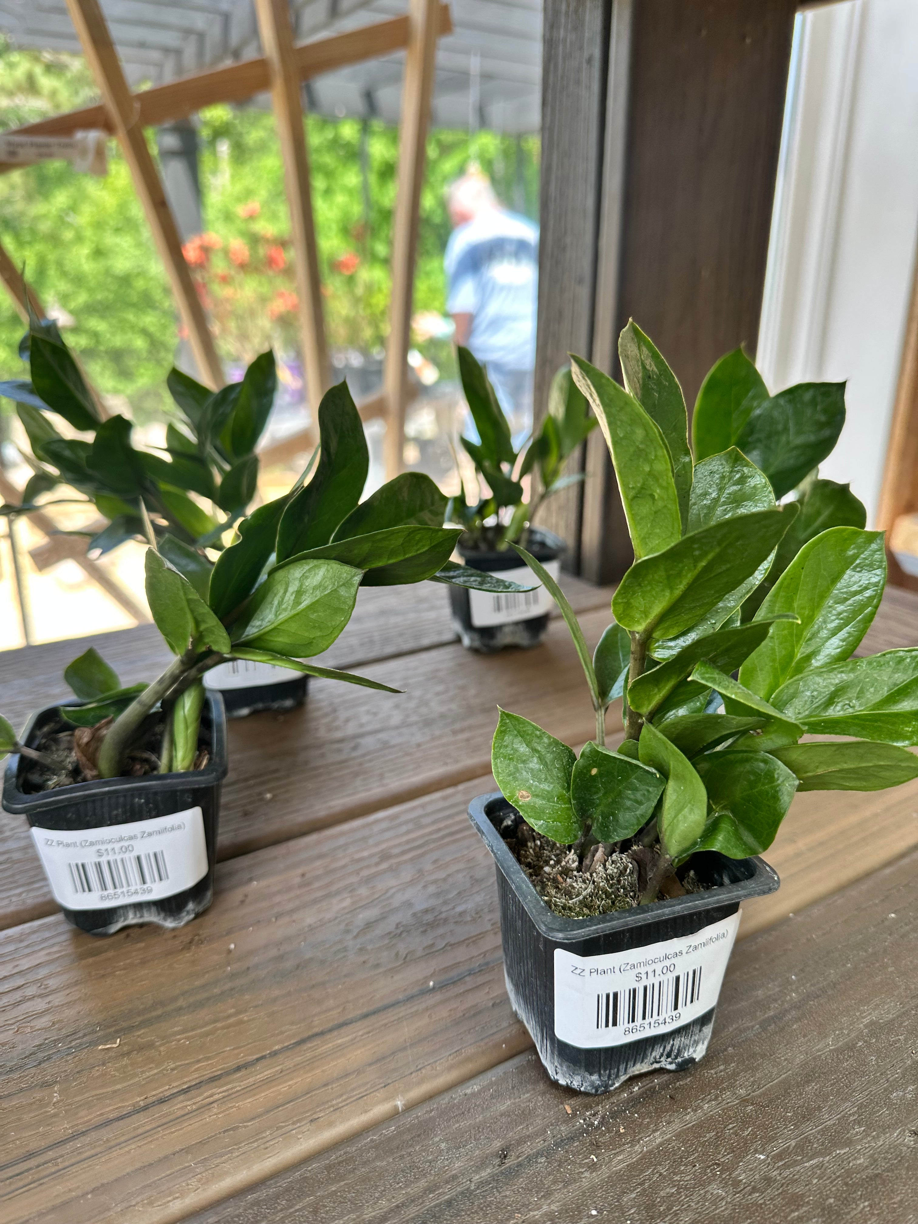 ZZ Plant (Zamioculcas Zamiifolia)