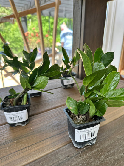 ZZ Plant (Zamioculcas Zamiifolia)