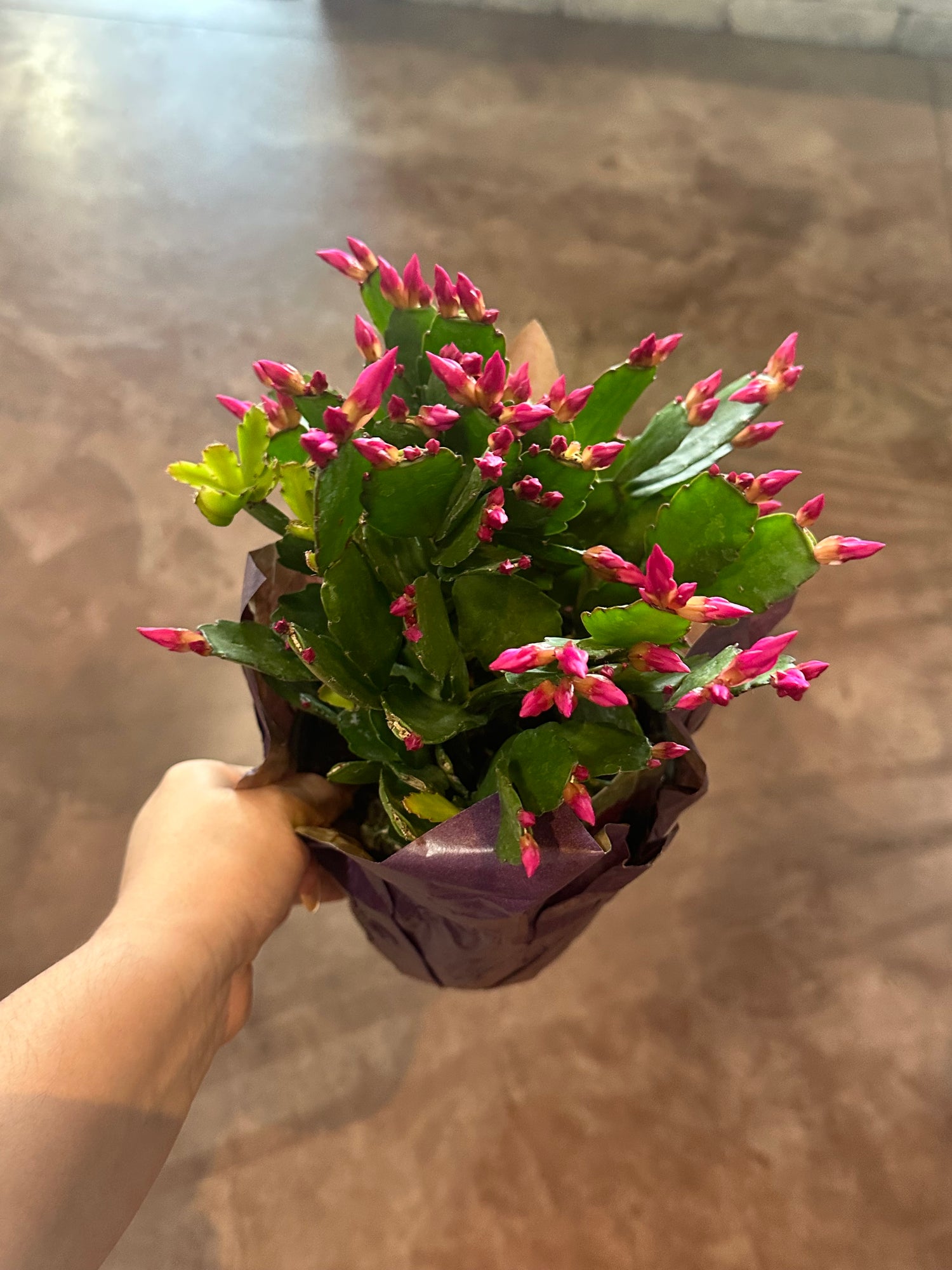6" Spring Cactus