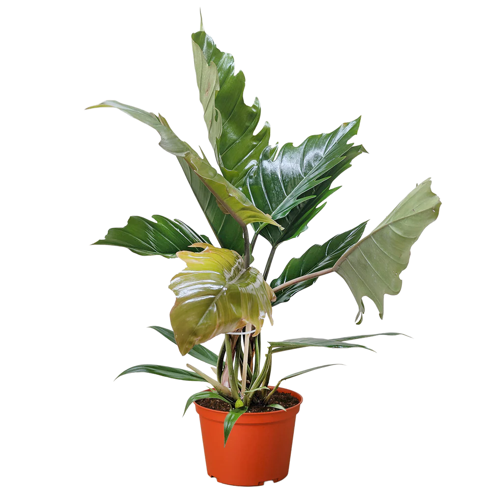Choco Empress Philodendron