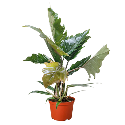 Choco Empress Philodendron