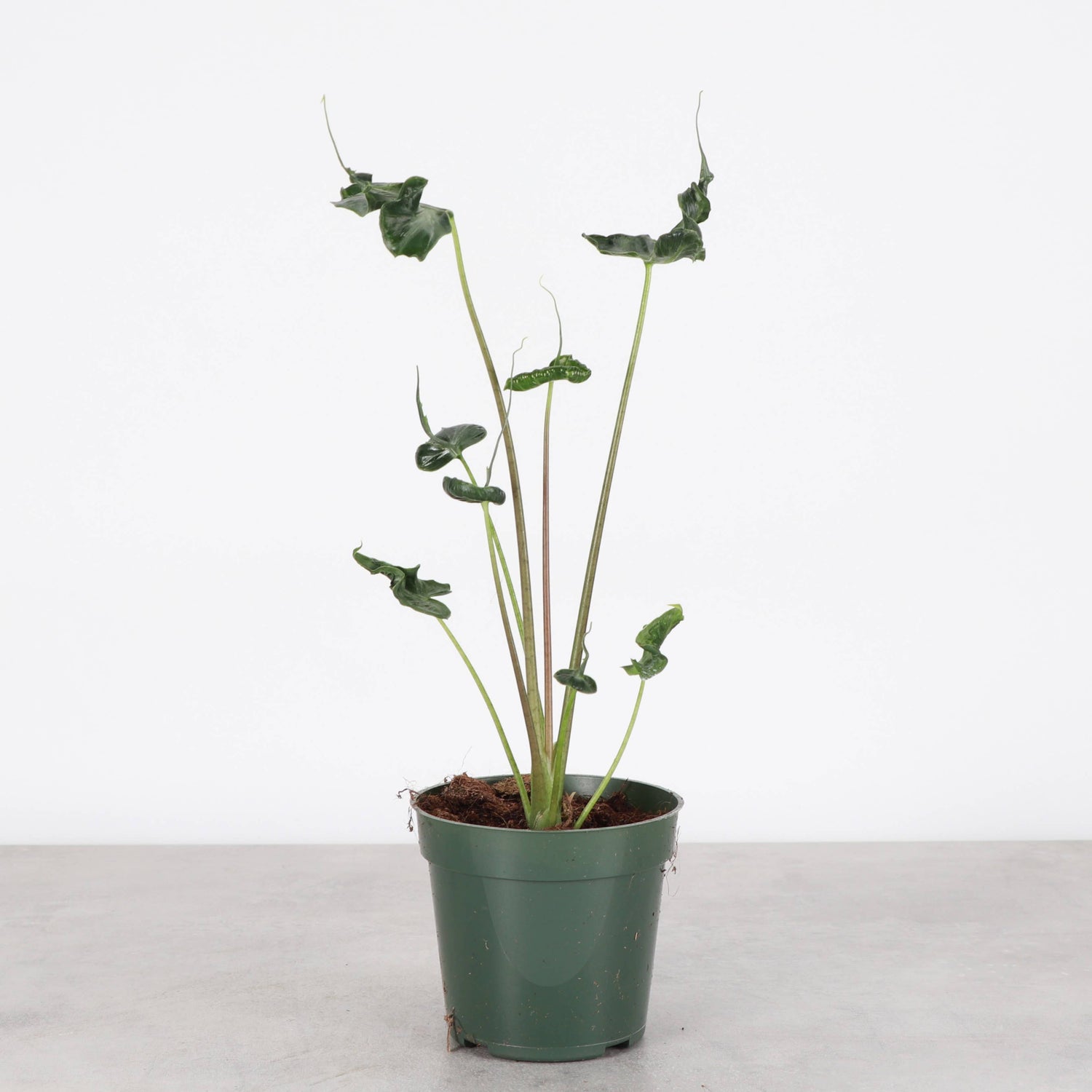 Alocasia Teletubbie Plant
