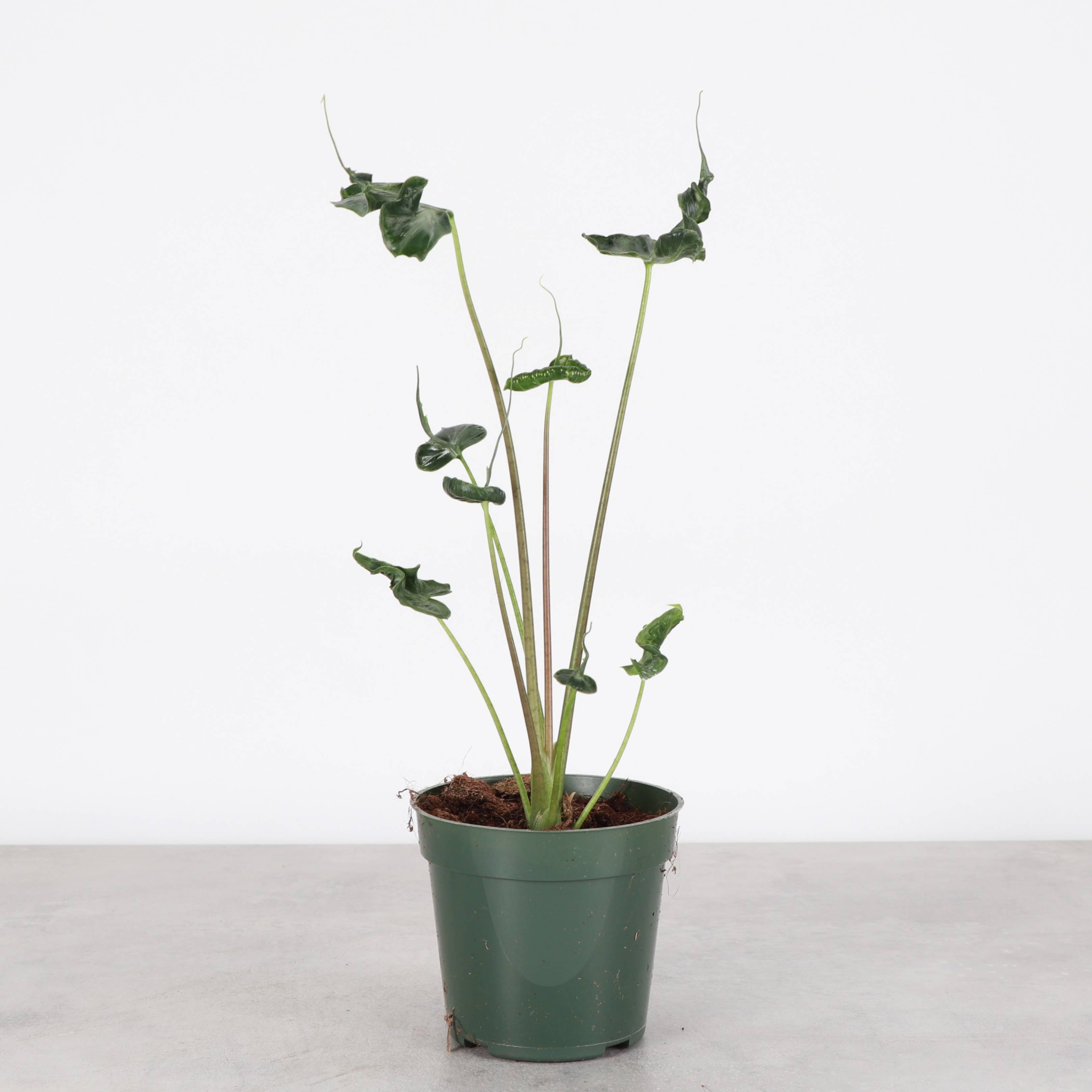 Alocasia Teletubbie Plant