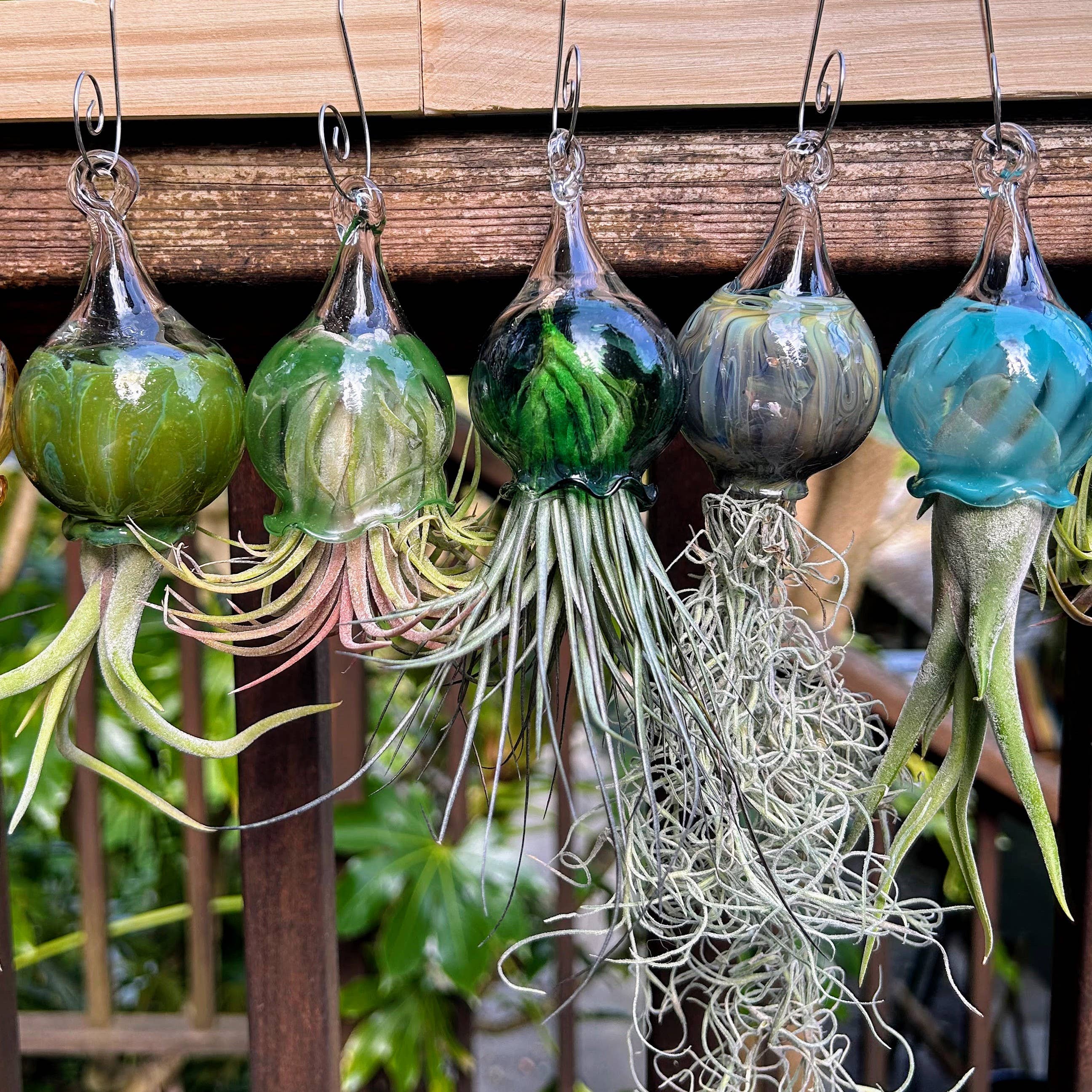 Jellyfish Glass Vessels with Air Plant