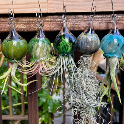 Jellyfish Glass Vessels with Air Plant