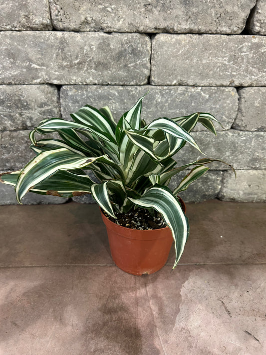 Dracaena Warneckii 'White Jewel'