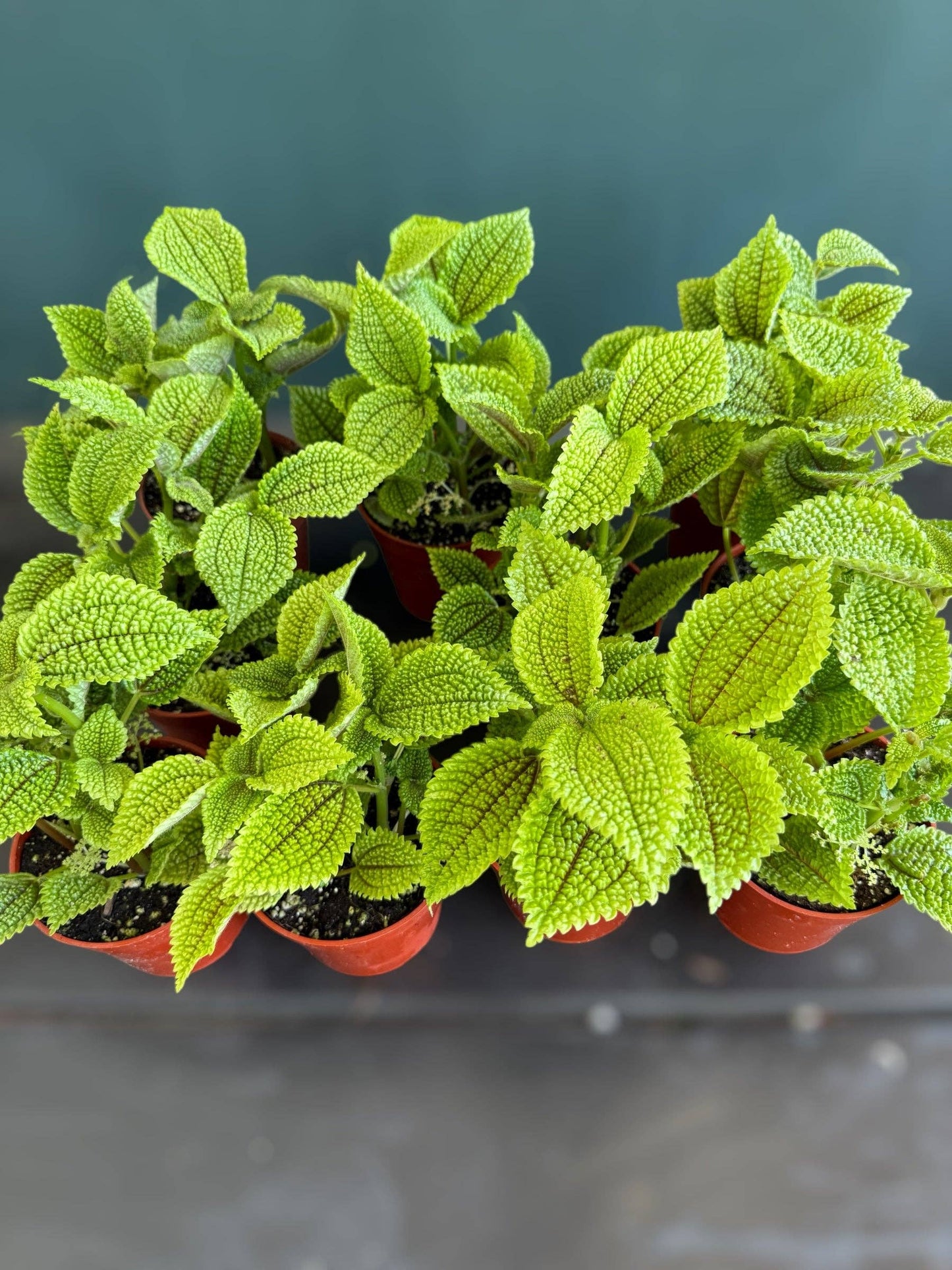 Pilea involucrata “Friendship Plant”