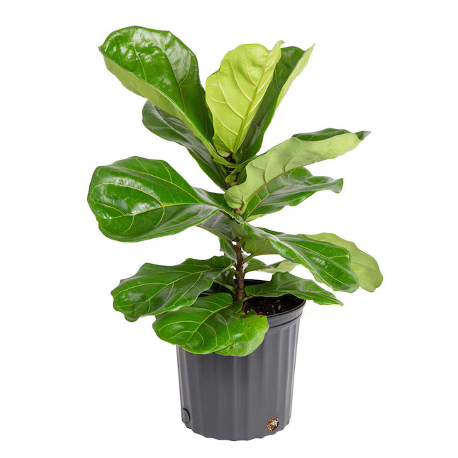 Ficus Lyrata 6"