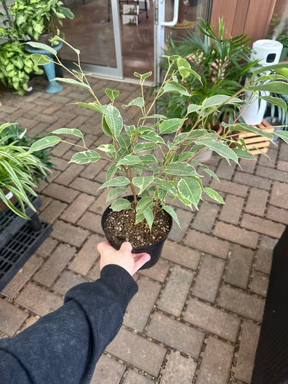 6" Variegated Ficus