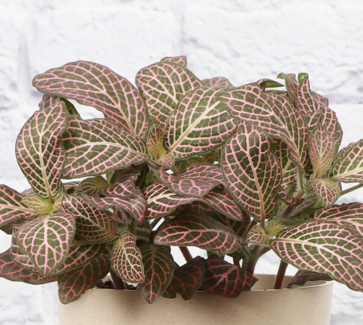 Pink Fittonia Nerve Plant