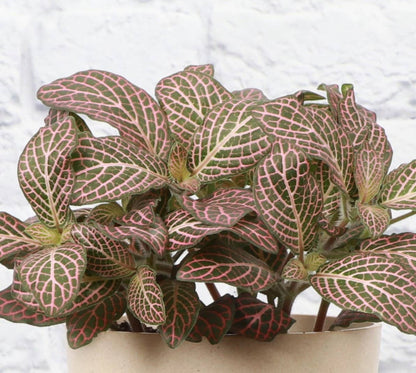 Pink Fittonia Nerve Plant