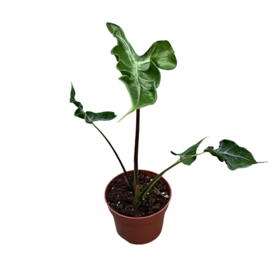 Alocasia Teletubbie Plant