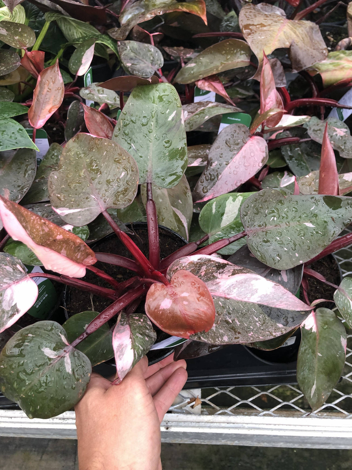 6" Philodendron Assortment