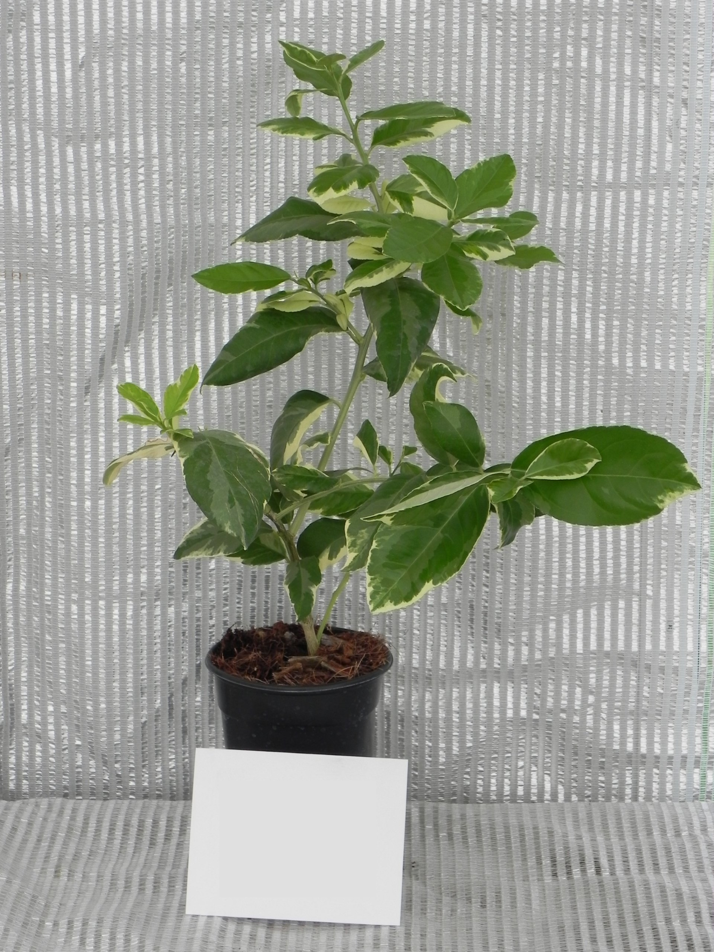 Pink Variegated Lemon