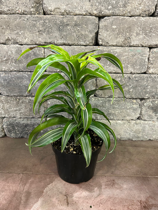 Warneckii Lemon Lime