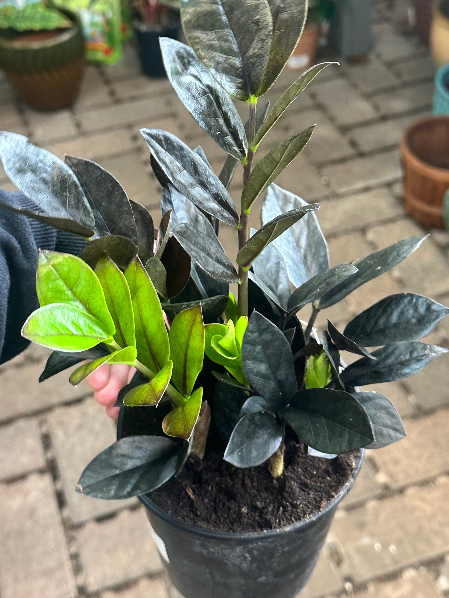 ZZ Zamioculcas &